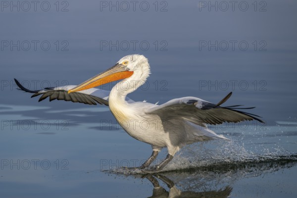 Dalmatian Pelican (Pelecanus crispus), Dalmatian Pelican, landing, long exposure, Lake Kerkini, Greece