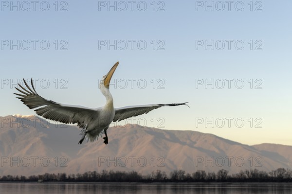 Dalmatian Pelican (Pelecanus crispus), Dalmatian Pelican, flying, Lake Kerkini, Greece