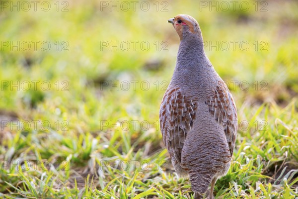 Grey partridge (Perdix perdix) Germany