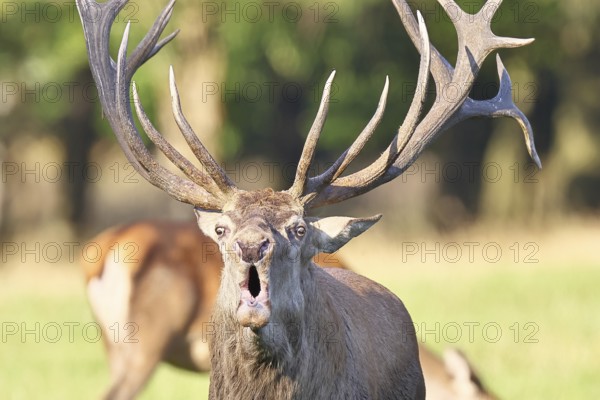 Red deer (Cervus elaphus) during the rutting season, a large stag roaring in a forest clearing, animal portrait, wildlife, autumn, Sauerland, North Rhine-Westphalia, Germany