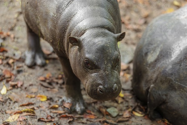 A female pygmy hippopotamus (Choeropsis liberiensis) stands next to its mother. Liberia, West Africa