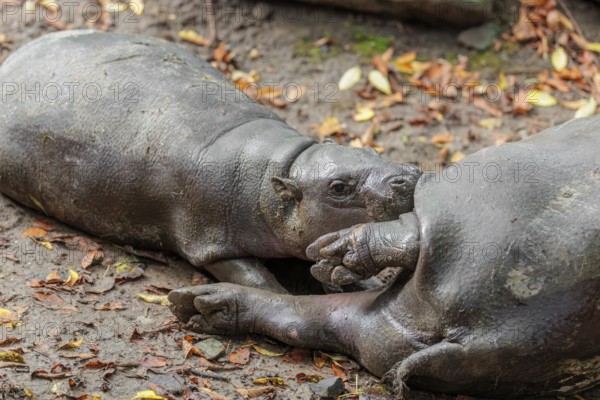 A female pygmy hippopotamus (Choeropsis liberiensis) nurses its calf. Liberia, West-Afrika