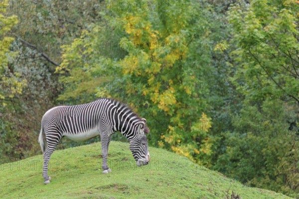 A Grévy's zebra (Equus grevyi) stands in a green meadow in hilly terrain. Botswana