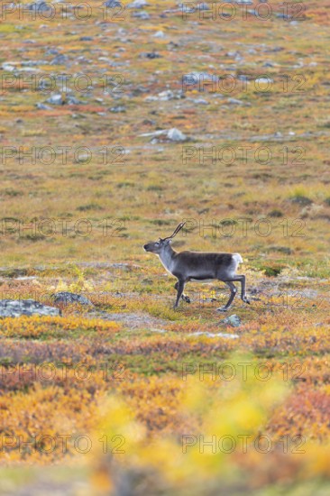 Reindeer at Abisko National Park in the colourful autumn of Lapland below Lapporten, Cuonjávággi