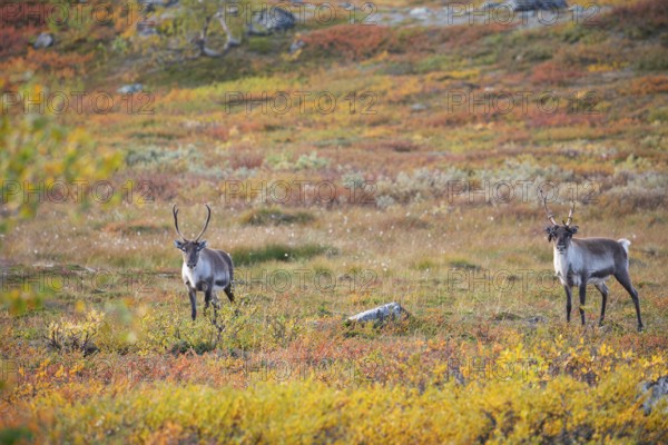 Reindeer herd at Abisko National Park in the colourful autumn of Lapland below Lapporten, Cuonjávággi