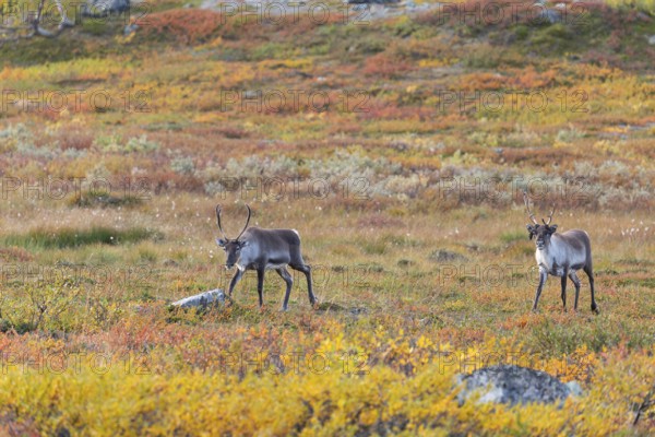 Reindeer herd at Abisko National Park in the colourful autumn of Lapland below Lapporten, Cuonjávággi