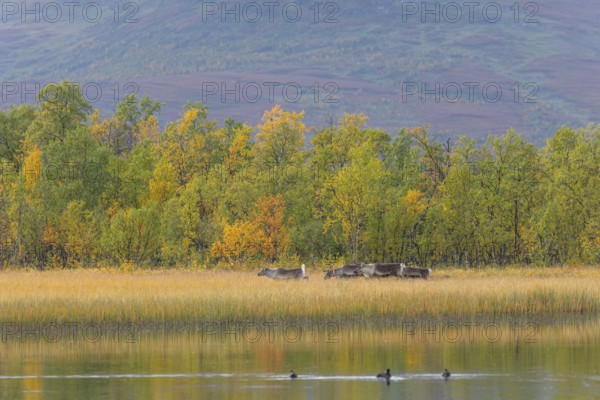 Reindeer at Abisko National Park in autumnal Lapland crossing a marshland by the lake