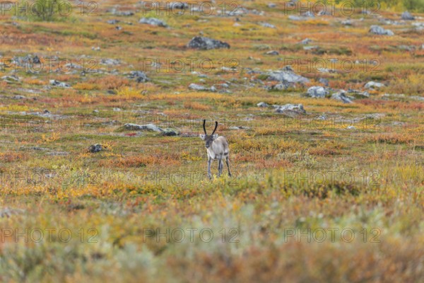 Reindeer at Abisko National Park in the colourful autumn of Lapland below Lapporten, Cuonjávággi