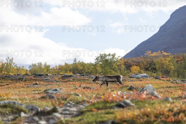 Reindeer at Abisko National Park in the colourful autumn of Lapland below Lapporten, Cuonjávággi