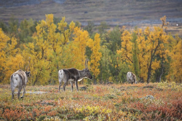 Reindeer herd at Abisko National Park in the colourful autumn of Lapland below Lapporten, Cuonjávággi