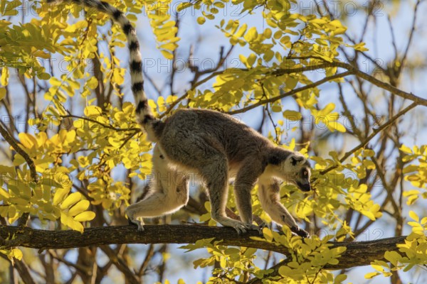 A ring-tailed lemur (Lemur catta) runs across a branch high up in a tree against the light on a sunny day. Southern and southwestern Madagascar