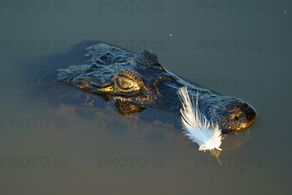 Spectacled caiman (Caiman yacare, Caiman crocodilus yacare), portrait, Pantanal, Brazil, South America