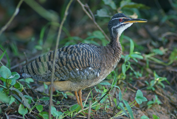 Sun rail (Eurypyga helias) Pantanal Brazil