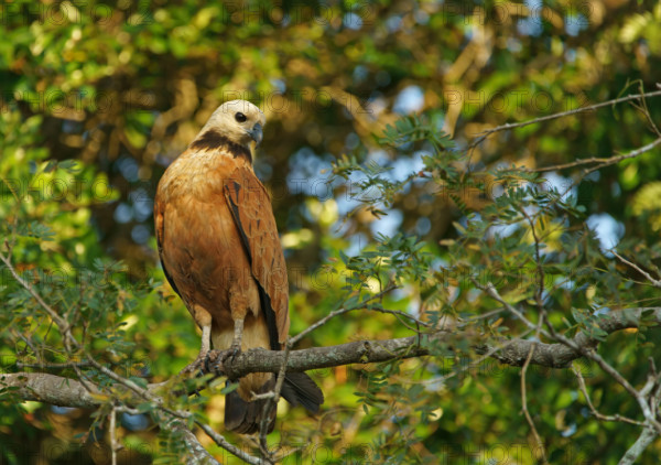 Fish Buzzard (Busarellus nigricollis), Pantanal, inland, wetland, UNESCO Biosphere Reserve, World Heritage Site, wetland biotope, Mato Grosso, Brazil, South America