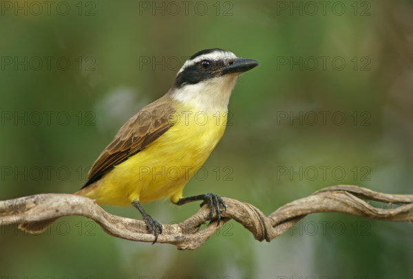 Sulphur-masked tyrant (Pitangus sulphuratus), Pantanal, Brazil, South America
