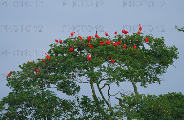 Scarlet Ibis (Eudocimus ruber), Mata Atlantica, Brazil, South America