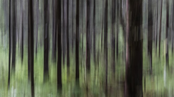 Abstract image of tree trunks and forest floor, pine forest, with blur, wipe effect, Norway