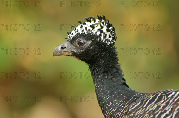 Sclater Hokko (Crax fasciolata), adult bird, female, Pantanal, Mato Grosso, Brazil, South America