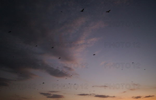 Flying foxes (Pteropodidae), Kalong Mangrove Island, Komodo National Park, Indonesia, Southeast Asia