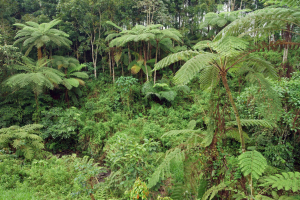 Tree fern Indonesia