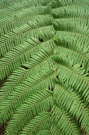 Tree fern Indonesia