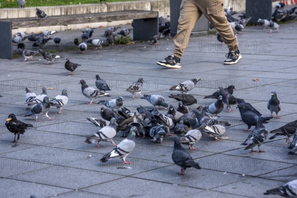 Pigeons, city pigeons, were fed with bread by humans, in the city centre of Essen, North Rhine-Westphalia, Germany