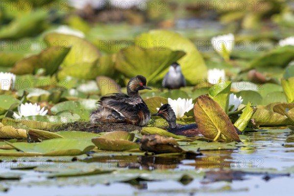 Black-necked Grebe (Podiceps nigricollis) at the nest with young, Danube Delta, Romania