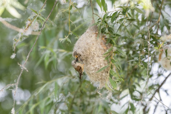 Penduline Tit (Remiz pendulinus), at the nest, feeding young bird in the nest, Danube Delta, Romania