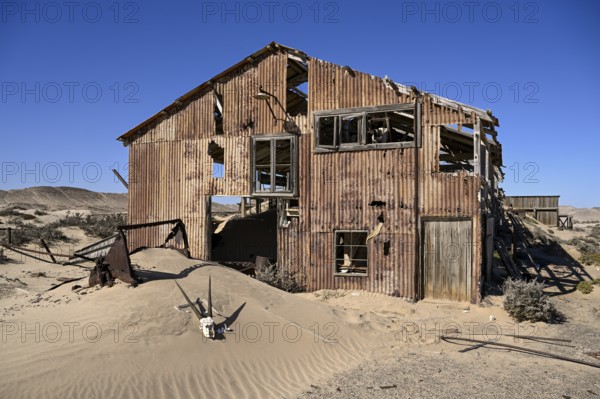 Schädel einer Oryx-Altilope (Oryx gazella) vor einer Ruine der ehemaligen Diamantenstadt Pomona, Diamentensperrgebiet, bei Lüderitz, Region Karas, Namibia
