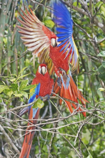 Scarlet Macaws (Ara macao) perching on a tree, Corcovado National Park, Osa Peninsula, Costa Rica