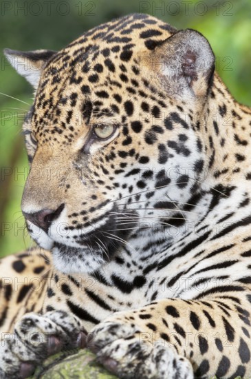 Close-up of a Jaguar (Panthera onca), Costa Rica, Central America