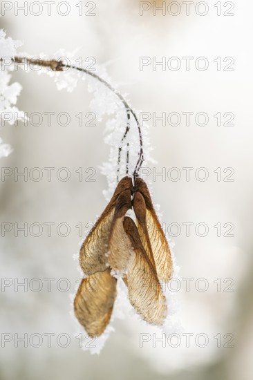 Ice crystals from roarfrost on Amur maple (Acer tataricum subsp. ginnala) seeds at sunshine in winter, Bavaria, Germany
