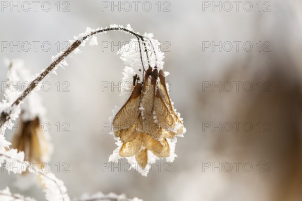 Ice crystals from roarfrost on Amur maple (Acer tataricum subsp. ginnala) seeds at sunshine in winter, Bavaria, Germany