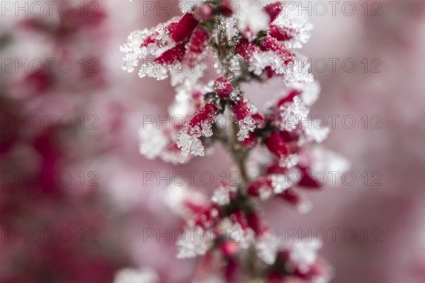 Ice crystals from roarfrost on a winter-flowering heather (Erica carnea) branch at sunshine in winter, Bavaria, Germany