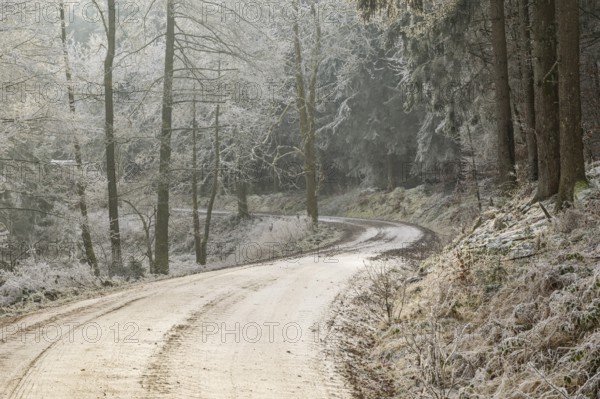 Forest road going through a mixed forest white from roarfrost on a sunny day in winter, Bavaria, Germany