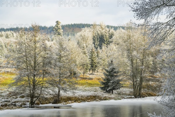 A frozen pont in a valley surrounded by a mixed forest with norway spruce (Picea abies) and European beech (Fagus sylvatica) white from roarfrost, on a sunny day in winter, Bavaria, Germany
