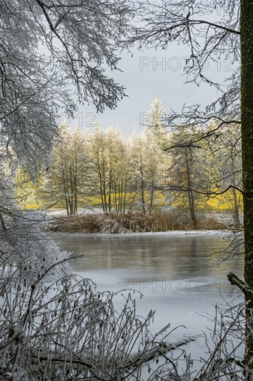 A frozen pont in a valley surrounded by a mixed forest with norway spruce (Picea abies) and European beech (Fagus sylvatica) white from roarfrost, on a sunny day in winter, Bavaria, Germany
