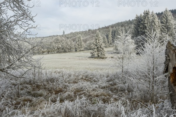 Meadow in a valley surrounded by a mixed forest with norway spruce (Picea abies) and European beech (Fagus sylvatica) white from roarfrost, on a sunny day in winter, Bavaria, Germany