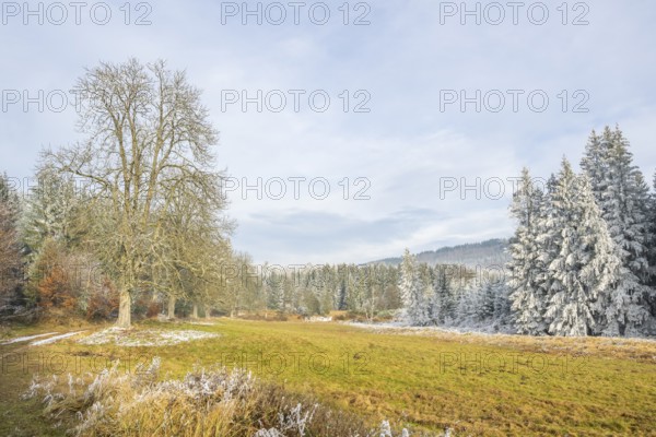 Meadow in a valley surrounded by a mixed forest with norway spruce (Picea abies) and European beech (Fagus sylvatica) white from roarfrost, on a sunny day in winter, Bavaria, Germany
