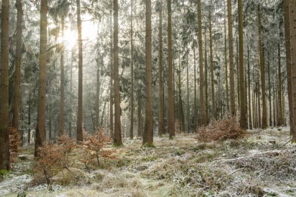 Mixed forest with norway spruce (Picea abies) and European beech (Fagus sylvatica) white from roarfrost, on a sunny day in winter, Bavaria, Germany
