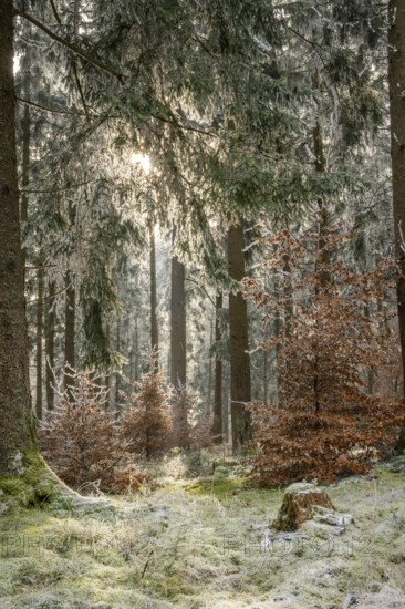 Mixed forest with norway spruce (Picea abies) and European beech (Fagus sylvatica) white from roarfrost, on a sunny day in winter, Bavaria, Germany
