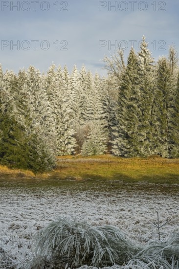 Meadow in a valley surrounded by a mixed forest with norway spruce (Picea abies) and European beech (Fagus sylvatica) white from roarfrost, on a sunny day in winter, Bavaria, Germany