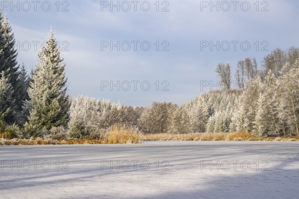 A frozen pont in a valley surrounded by a mixed forest with norway spruce (Picea abies) and European beech (Fagus sylvatica) white from roarfrost, on a sunny day in winter, Bavaria, Germany