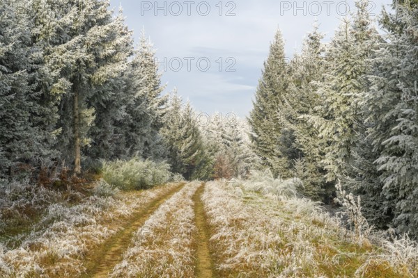 Walking trail going through a mixed forest white from roarfrost on a sunny day in winter, Bavaria, Germany
