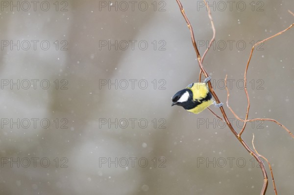 Great tit (Parus major) sitting on a branch, Bavaria, Germany
