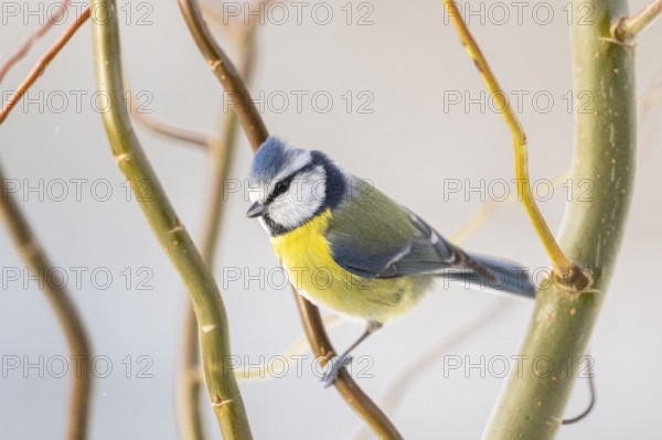 Eurasian blue tit (Cyanistes caeruleus) sitting on a branch, Bavaria, Germany