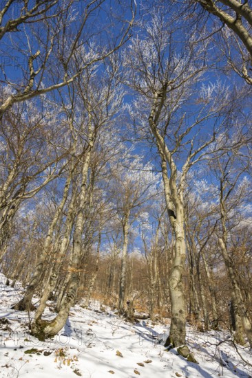 European beech (Fagus sylvatica) trees in a forest with hoarfrost on the branches in winter, Vápec, Horná Poruba, Slovakia