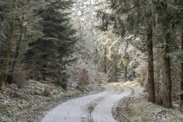 Forest road going through a mixed forest white from roarfrost on a sunny day in winter, Bavaria, Germany
