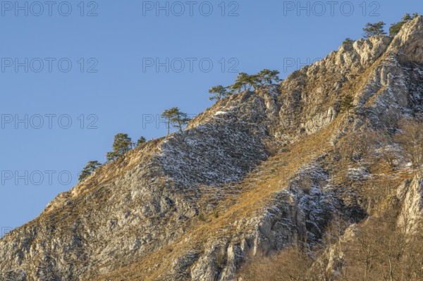 Scots pine (Pinus sylvestris) trees growing on a huge rock in winter, Vápec, Horná Poruba, Slovakia