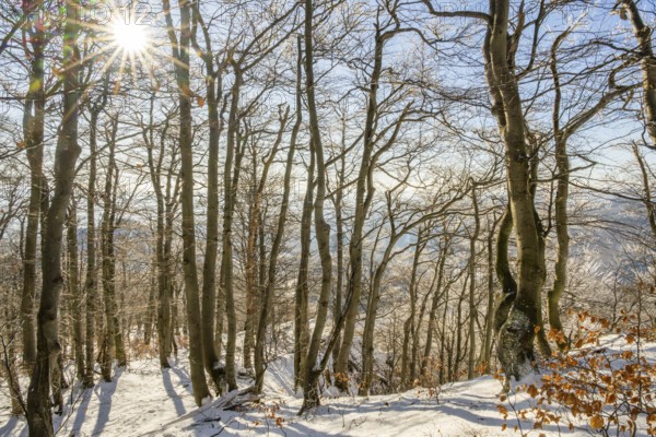 European beech (Fagus sylvatica) trees in a forest with hoarfrost on the branches in winter, Vápec, Horná Poruba, Slovakia